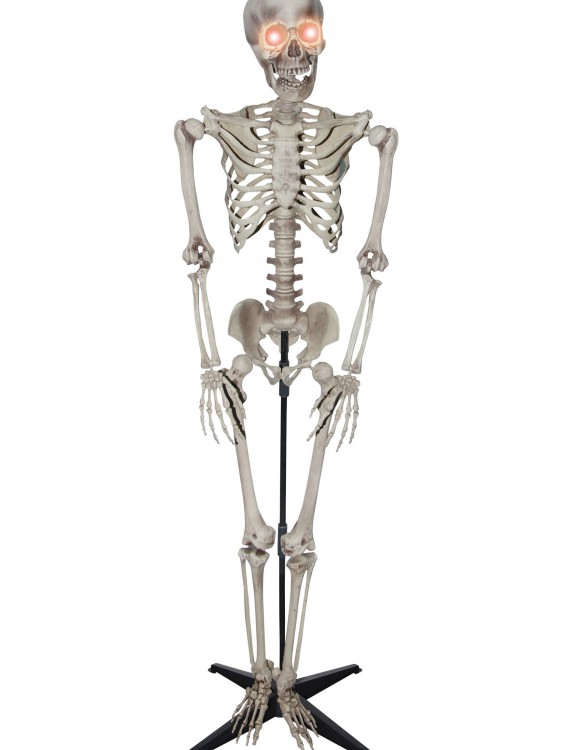 5 Foot Skeleton buy now