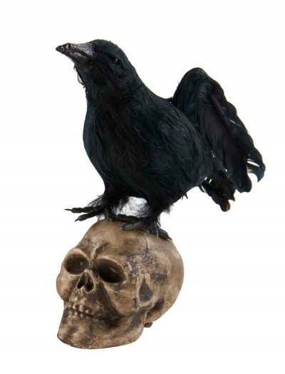 6" Crow Looking Up on Skull buy now