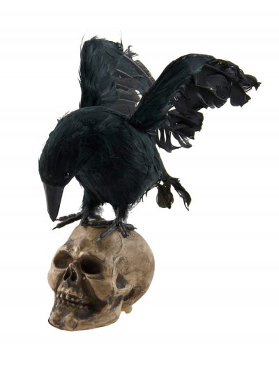 Crow Looking Down on Skull Decoration buy now