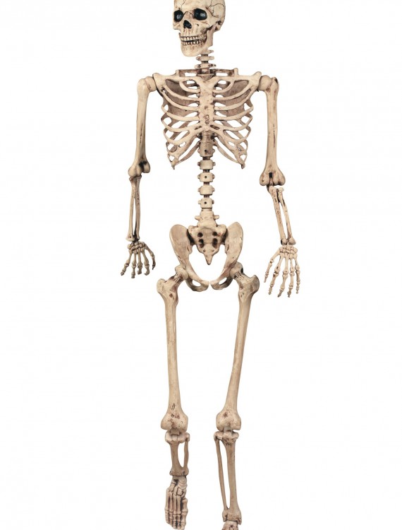Lifesize Poseable Skeleton buy now
