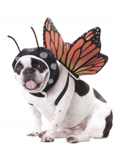 Pet Butterfly Costume buy now