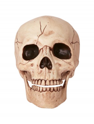 Skull with Movable Jaw buy now